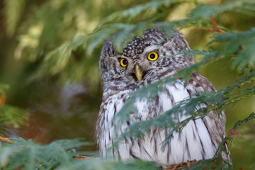 Pygmy Owl (Glaucidium passerinum)