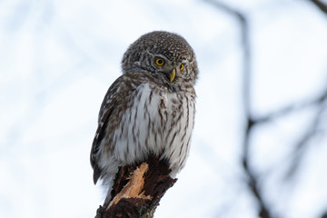 Pygmy Owl (Glaucidium passerinum)