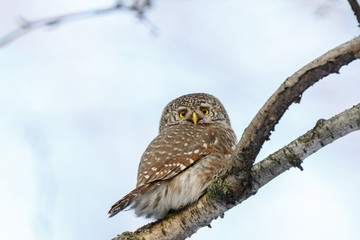Pygmy Owl (Glaucidium passerinum)