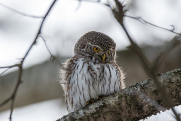 Pygmy Owl (Glaucidium passerinum)