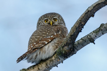 Pygmy Owl (Glaucidium passerinum)