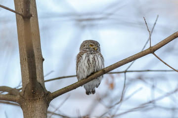 Pygmy Owl (Glaucidium passerinum)