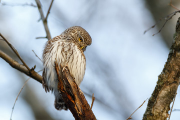 Pygmy Owl (Glaucidium passerinum)