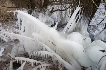 Icicles hanging from twigs on a freezing and windy day near the shore of a lake. Reeds covered in ice at the shore of a lake near Rotterdam, Netherlands.