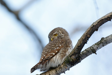 Pygmy Owl (Glaucidium passerinum)