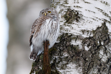 Pygmy Owl (Glaucidium passerinum)