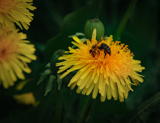 Bee on the flowers in the garden