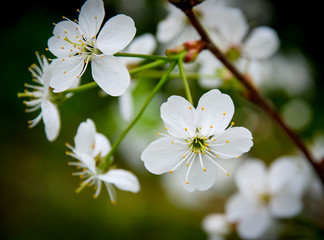 Flowers of a Prunus cerasus (sour cherry, tart cherry, or dwarf cherry)