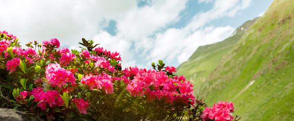 Red Alpine Roses