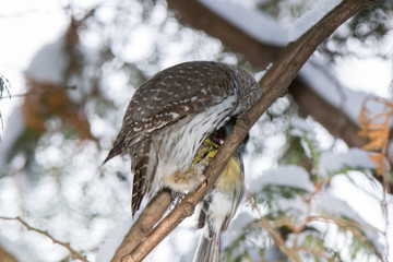 Pygmy Owl (Glaucidium passerinum)