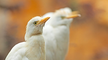 Oiseaux échassiers hérons garde-boeufs blancs à becs jaunes, en arrêt, méfiants et curieux.