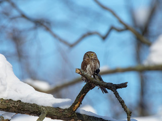 Pygmy Owl (Glaucidium passerinum)