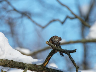 Pygmy Owl (Glaucidium passerinum)