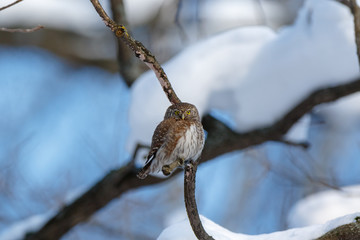 Pygmy Owl (Glaucidium passerinum)
