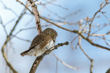 Pygmy Owl (Glaucidium passerinum)