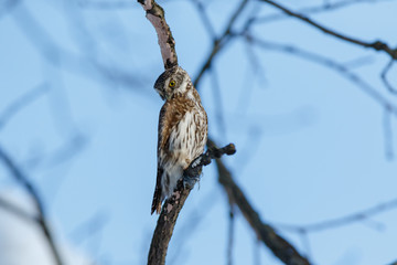 Pygmy Owl (Glaucidium passerinum)