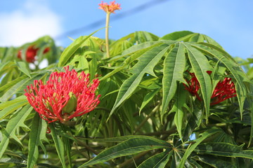 red flower on background of blue sky