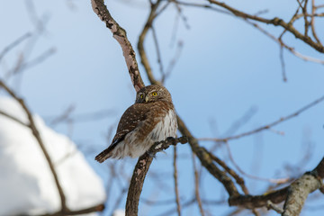 Pygmy Owl (Glaucidium passerinum)