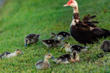 Ducklings