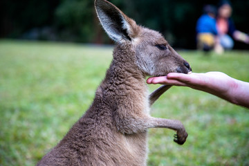 Australia zoo, Queensland