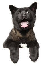 Happy American Akita dog above banner