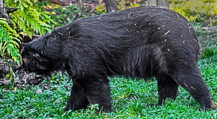 Spectacled bear. Latin name - Tremarctos ornatus