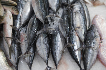 Fresh fish for sale at the modern fish market located in Dubai