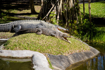 Australia zoo, Queensland