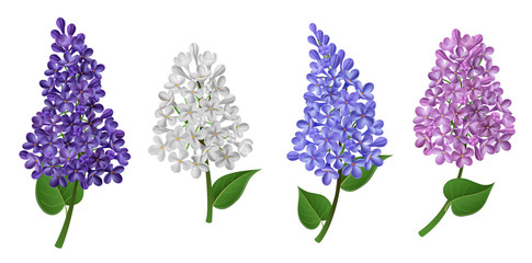Lilac flower in different color like pink, white, blue and purple, with green leaf. Vector illustration for spring, Easter or Mother's day design, isolated on white - 250683584