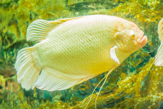 Albino giant gourami (Osphronemus goramy) fish, large gourami native to Southeast Asia. It lives in fresh or brackish water, particularly slow-moving areas such as swamps, lakes, and large rivers.