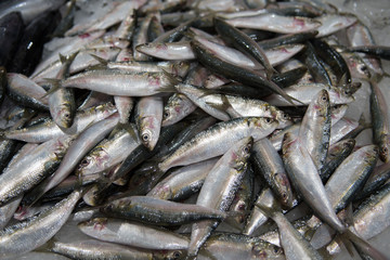 Fresh fish for sale at the modern fish market located in Dubai