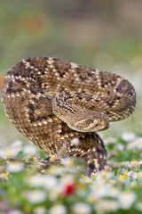 Rattlesnake