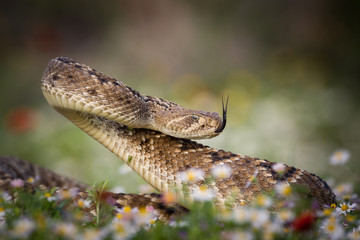 Rattlesnake