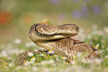 Rattlesnake