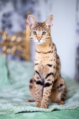 Savannah F1, spotted wild cat