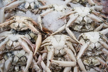 Fresh crab for sale at the modern fish market located in Dubai