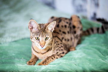 Savannah F1, spotted wild cat