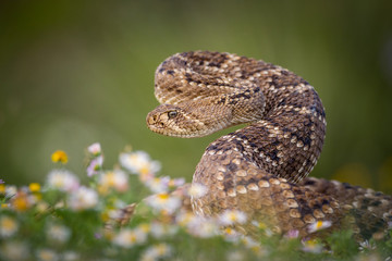 Rattlesnake