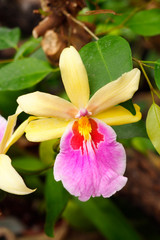 beautiful close-up of a wonderful orchid