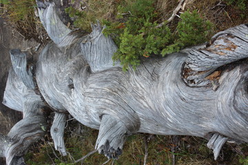 toter baum