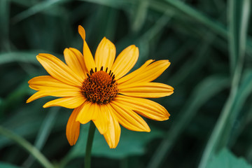 Colorful juicy yellow flower with orange center and vivid pleasant pure petals. Flowering jerusalem artichoke in macro. Blossoming helianthus tuberosus close-up. Beautiful flower of topinambur.