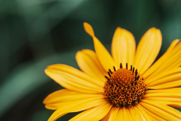 Colorful juicy yellow flower with orange center and vivid pleasant pure petals. Flowering jerusalem artichoke in macro. Blossoming helianthus tuberosus close-up. Beautiful flower of topinambur.