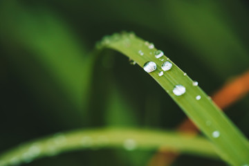 Beautiful vivid shiny green grass with dew drops close-up with copy space. Pure, pleasant, nice greenery with rain drops in sunlight in macro. Background from green textured plants in rain weather.