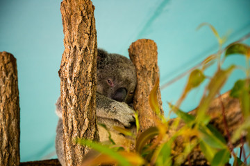 Australia zoo, Queensland
