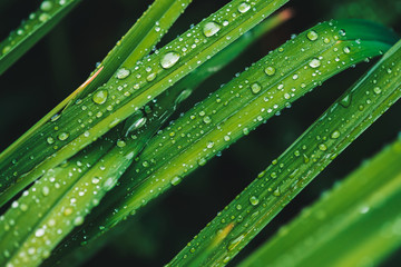 Beautiful vivid shiny green grass with dew drops close-up with copy space. Pure, pleasant, nice greenery with rain drops in sunlight in macro. Background from green textured plants in rain weather.