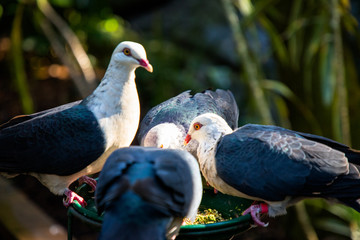 Australia zoo, Queensland