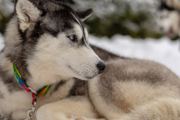 Husky malamute dog on snowy field in winter forest. Pedigree dog lying on the snow