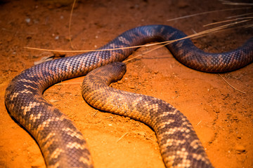 Australia zoo, Queensland