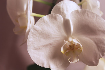 The flowers of the white orchid