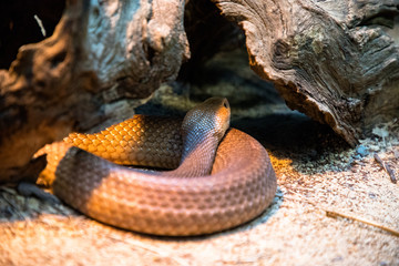 Australia zoo, Queensland